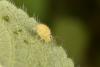 Sminthurus viridis